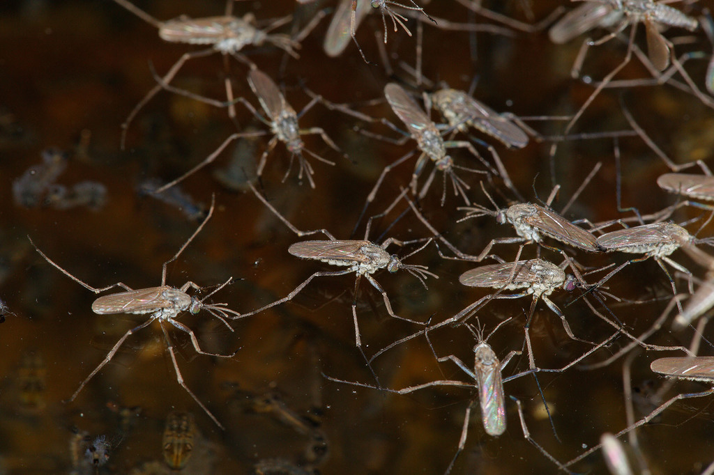 Saltpool Mosquito