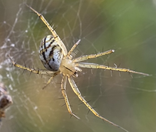 Lined orbweaver photo 3