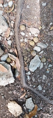 Carya myristiciformis