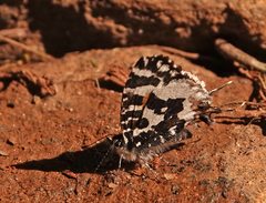 Uranothauma williamsi