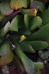 Glottiphyllum longum
