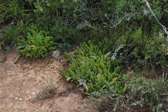 Glottiphyllum longum