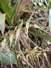 Pleurothallis phalangifera