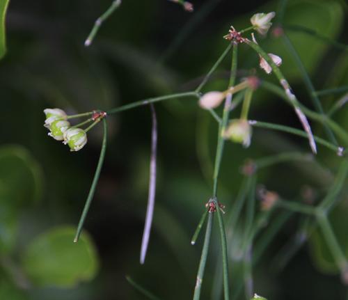 Thread Asparagus (Asparagus subulatus)