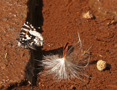 Uranothauma williamsi