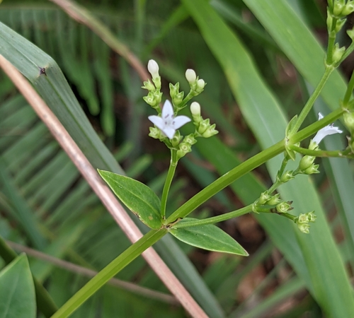 Image of Hedyotis acutangula by (c) portioid, some rights reserved (CC BY)