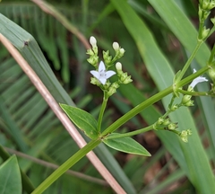Hedyotis acutangula