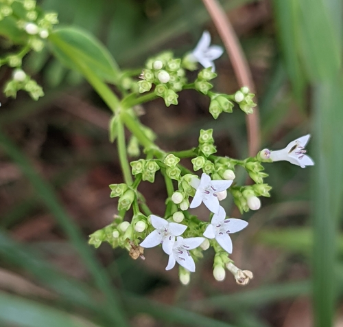 Image of Hedyotis acutangula by (c) portioid, some rights reserved (CC BY)