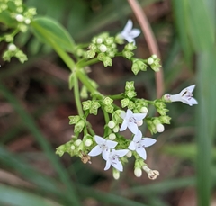 Hedyotis acutangula