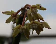 Cynanchum viminale viminale