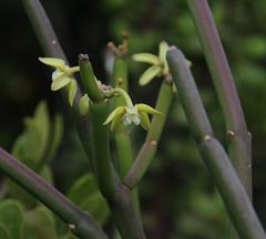 Cynanchum viminale viminale