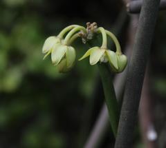 Cynanchum viminale viminale