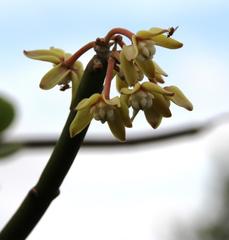 Cynanchum viminale viminale