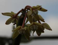 Cynanchum viminale viminale