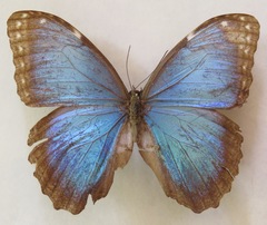 Morpho helenor narcissus