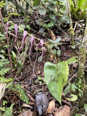 Pleurothallis phalangifera