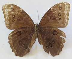 Morpho helenor narcissus