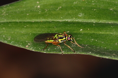 Raphiocera