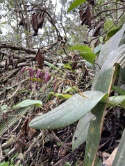 Pleurothallis phalangifera