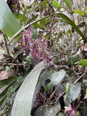 Pleurothallis phalangifera