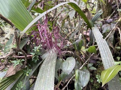 Pleurothallis phalangifera