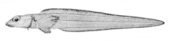 Black Eelpout photo 2