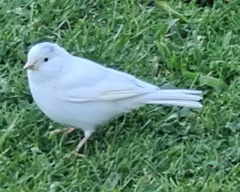 Serinus canaria domesticus
