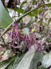 Pleurothallis phalangifera