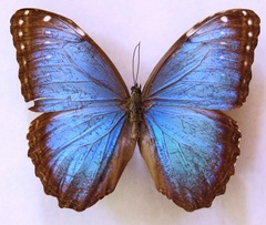 Morpho helenor narcissus