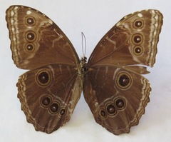 Morpho helenor narcissus