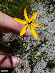 Pauridia linearis