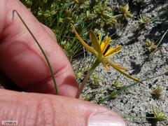 Pauridia linearis