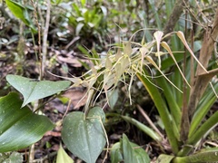 Pleurothallis phalangifera