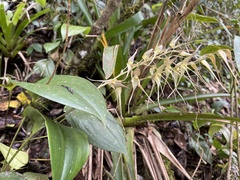 Pleurothallis phalangifera