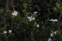 Jasminum angulare