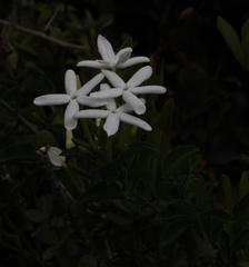 Jasminum angulare
