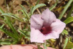 Sesamum triphyllum triphyllum