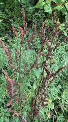 Rumex obtusifolius obtusifolius