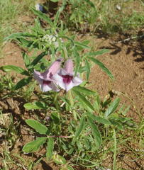 Sesamum triphyllum triphyllum