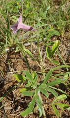 Sesamum triphyllum triphyllum