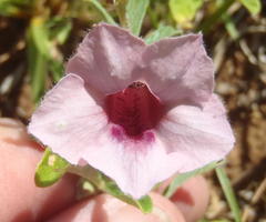 Sesamum triphyllum triphyllum