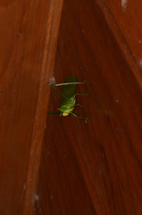 Nicklephyllum acanthonotum