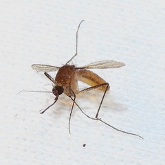 Culex pilosus