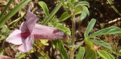 Sesamum triphyllum triphyllum