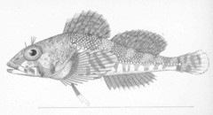 Puget Sound Sculpin photo 3