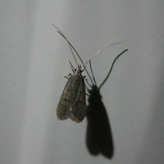 Lecithocera imprudens