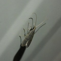 Lecithocera imprudens