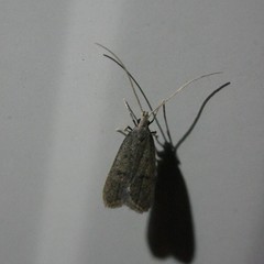 Lecithocera imprudens