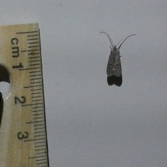 Lecithocera imprudens