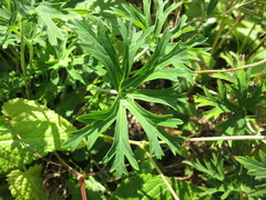 Geranium soboliferum